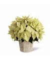 White Poinsettia - 8 inches White Poinsettia - 8 inches